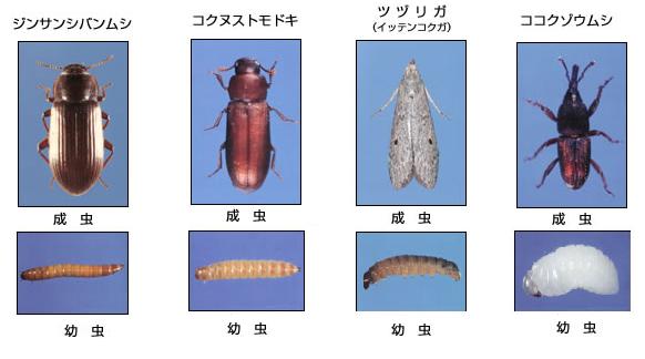 わっお米に虫が おコメ探険倶楽部 淀川区東三国にある米屋のブログ